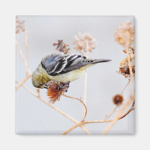 Íman Ímã americano do Goldfinch