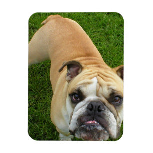 Íman Ímã americano do prêmio do buldogue