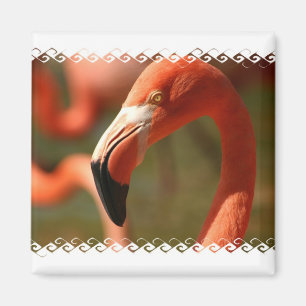 Íman Ímã americano do quadrado do flamingo