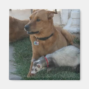 Íman Ímã animal dos amigos com doninha e o cão!