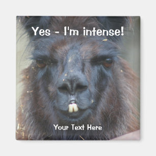 Íman Ímã animal engraçado do lama preto intenso
