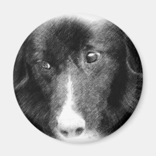 Íman Ímã animal preto da arte de border collie