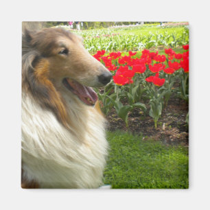 Íman Ímã áspero das tulipas do Collie n do Sable