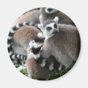 Íman Ímã atado anel dos Lemurs