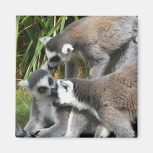 Íman Ímã atado anel dos Lemurs