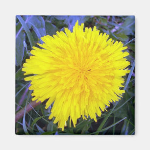 Íman Ímã aterrado da luz do sol