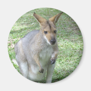 Íman Ímã australiano do Wallaby