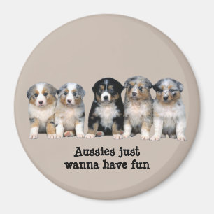 Íman Ímã australiano dos filhotes de cachorro do past