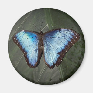 Íman Ímã azul da borboleta de Morpho