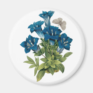 Íman Ímã azul da flor de Redoute