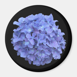 Íman Ímã azul da flor do Hydrangea