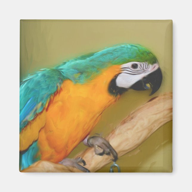 Íman Ímã azul da pintura do papagaio do Macaw do ouro (Frente)