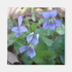 Íman Ímã azul das violetas