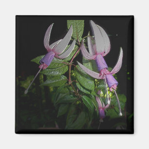 Íman Ímã azul de Fushia