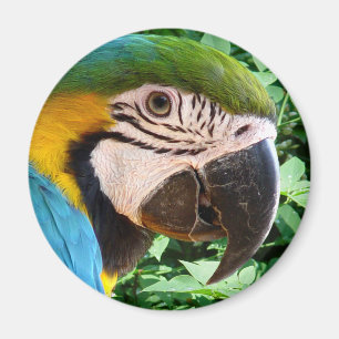 Íman Ímã azul do papagaio do Macaw