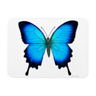 Íman Ímã azul do prêmio da borboleta de Papilio