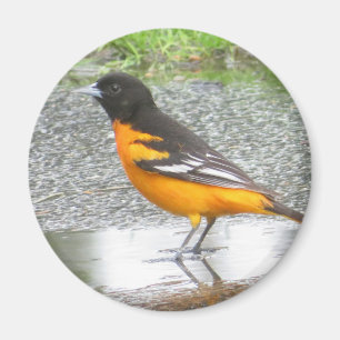 Íman ímã Baltimore Oriole