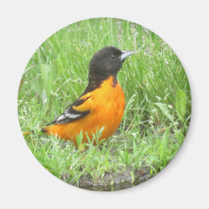 Íman ímã Baltimore Oriole