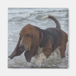 Íman Ímã Basset Hound pelo mar