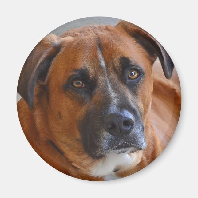 Íman ímã - Baxter (Frente)