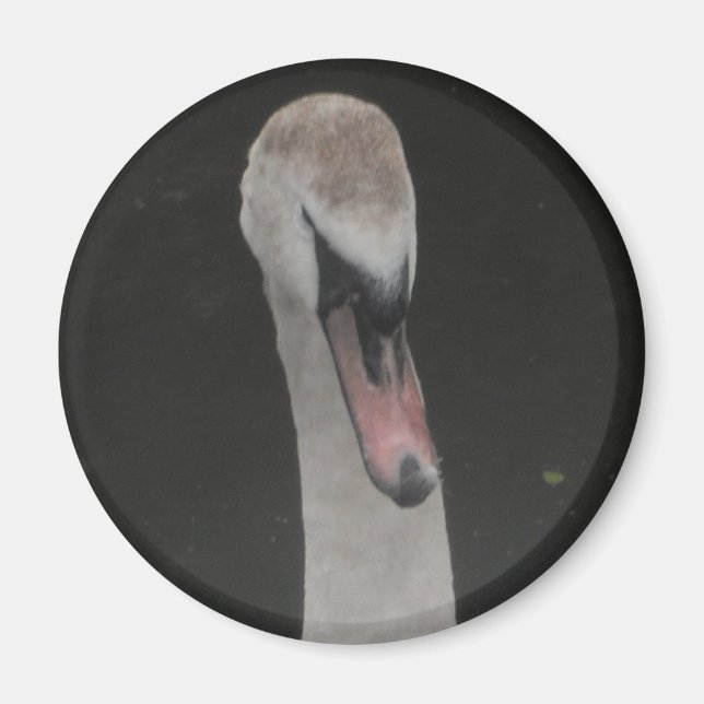 Íman Ímã Bebê Cisne Face (Frente)