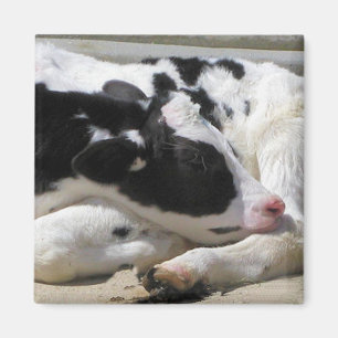 Íman Ímã, bezerra, fotografia da vaca do bebê