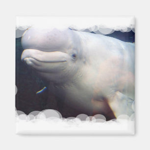 Íman Ímã bonito da baleia da beluga