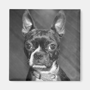 Íman Ímã bonito de Boston Terrier
