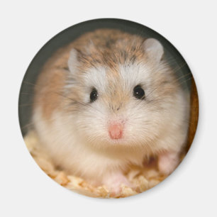 Íman Ímã bonito de Ickle
