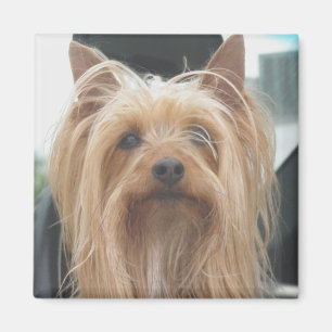 Íman Ímã bonito do cachorrinho