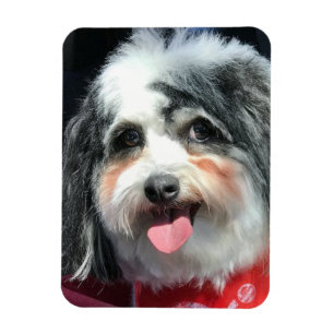 Íman Ímã bonito do cão, K-ECO lenço vermelho II