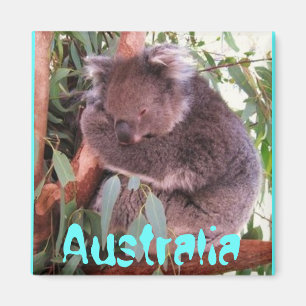 Íman Ímã bonito engraçado de Austrália do urso de k