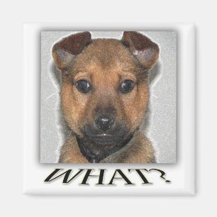 Íman Ímã bonito super do filhote de cachorro