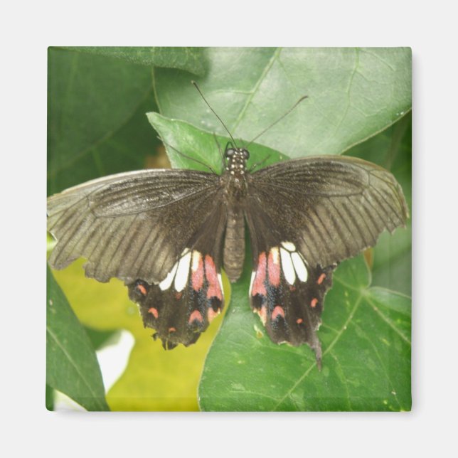 Íman Ímã-borboleta-do-diafragma (Frente)