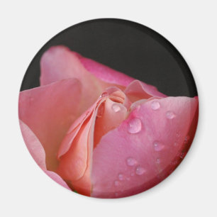 Íman Ímã - botão do rosa do rosa