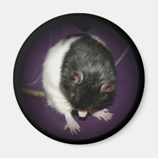Íman Ímã-branca-rato