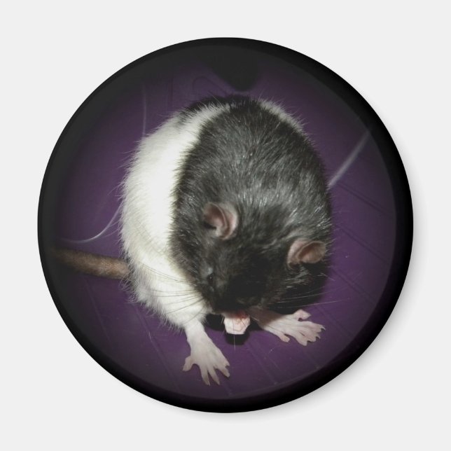 Íman Ímã-branca-rato (Frente)
