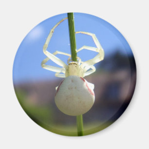 Íman Ímã branco da aranha do caranguejo