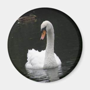 Íman Ímã branco da cisne