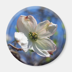 Íman Ímã branco da flor do Dogwood