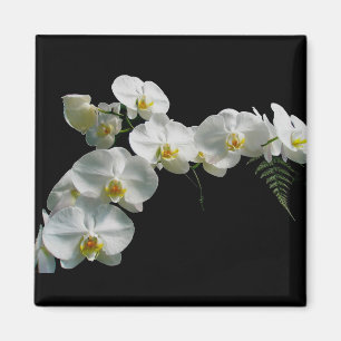Íman Ímã branco da orquídea