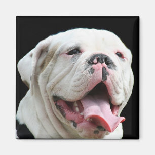 Íman Ímã branco do buldogue