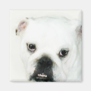 Íman Ímã branco do buldogue