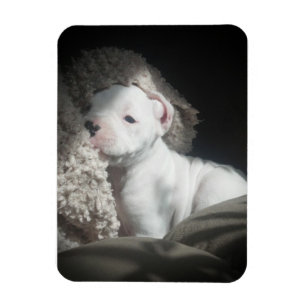 Íman ímã branco do filhote de cachorro do pugilista
