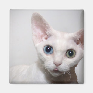 Íman Ímã branco do gatinho