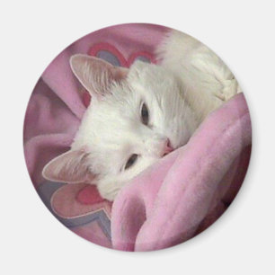 Íman Ímã branco do gato