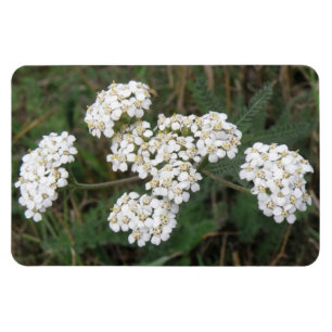 Íman Ímã branco do prêmio dos Wildflowers