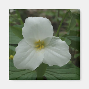 Íman Ímã branco do Trillium