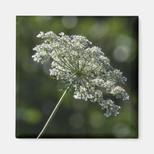 Íman Ímã branco do Wildflower do laço da rainha Anne