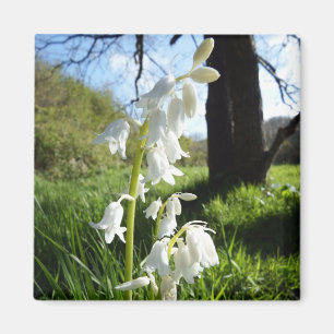Íman Ímã branco dos Bluebells
